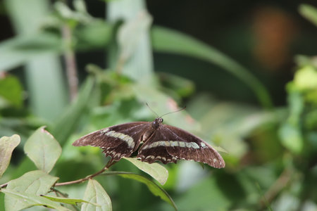 Beautiful Butterfly on the leaf of a green bush in the garden in South Africa.