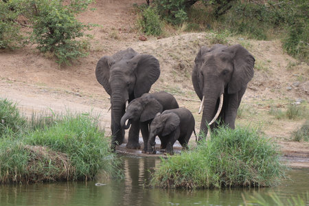 Family of African Elephants at the water hole busy to quench their thirst in the Kruger National...
