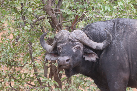 African buffalo in Kruger National Park, South Africa ; Specie Syncerus caffer family of Bovidae