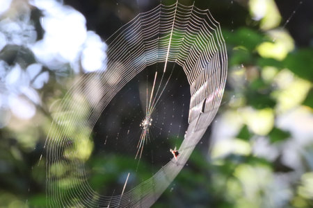 Spider web in the morning light. Shallow depth of field.