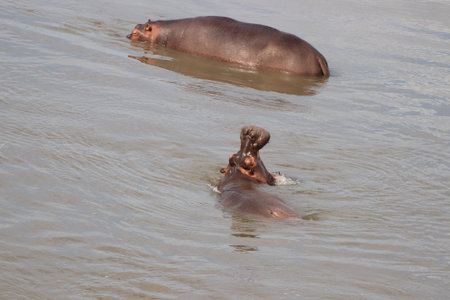 Hippopotamus in a dam in the Kruger National Park of South Africa.の写真素材