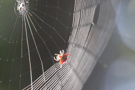 Spider on a spider web in the garden, closeup of photo