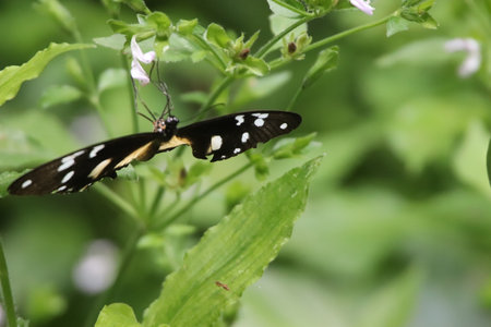Butterfly in the garden,butterfly in the garden