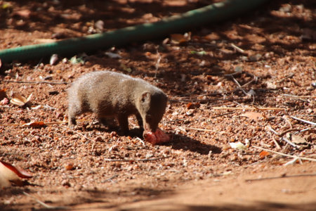 Dwarf mongoose (Mungos mungo) the smallest of all carnivores and of the African mongoose family.の写真素材
