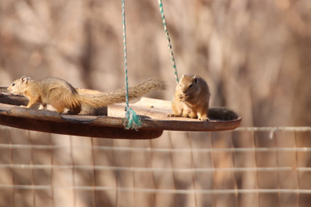 Two tree Squirrels (Paraxerus cepapi) on a feeder in a private reserve during the winter, looking for some food to eat in South Africa.の写真素材