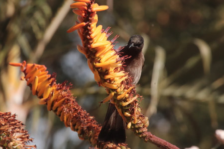 Beautiful dark-capped bulbul sitting on a flower of an aloe drinking the sweet nectar of the flower...