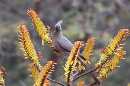 Beautiful grey go-away-bird sitting on a flower of an aloe drinking the sweet nectar of the flower in a garden in South Africa.の写真素材