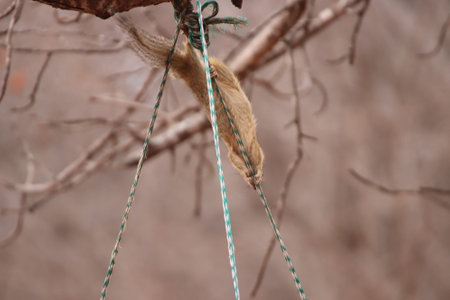 A cute tree Squirrel (Paraxerus cepapi) climbing down the rope, securing the feeder to the tree, looking for food during die dry months in a private reserve in South Africa.の写真素材