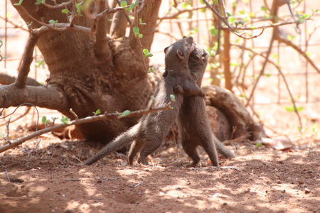 Young Dwarf mongoose (Mungos mungo) the smallest of all carnivores and African mongoose family, looks like they are waltzing together as they play in a private reserve.の写真素材