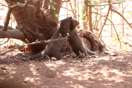 Young Dwarf mongoose (Mungos mungo) the smallest of all carnivores and African mongoose family, looks like they are waltzing together as they play in a private reserve.の写真素材