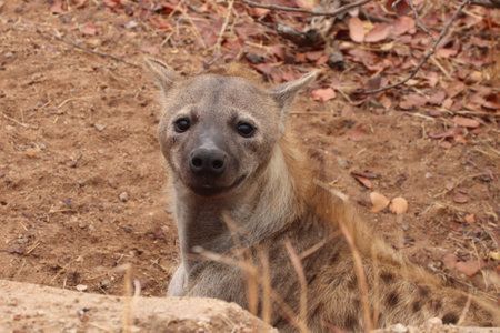 Close-up of a Spotted hyena in Kruger National Park, South Africa ; Specie Crocuta crocuta family of Crocutidaeの写真素材