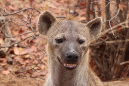 Close-up of a Spotted hyena in Kruger National Park, South Africa ; Specie Crocuta crocuta family of Crocutidaeの写真素材