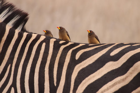 Three Yellowbilled oxpecker birds (Buphagus africanus) a specie not often seen, hitching a ride on...