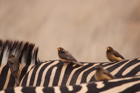 Three Yellowbilled oxpecker birds (Buphagus africanus) a specie not often seen, hitching a ride on the back of a Zebra in the Kruger National Park of South Africa.の写真素材