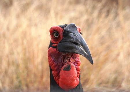 Close-up of an endangered Southern Ground Hornbill - Bucorvus leadbeateri in the Kruger National Park of South Africa.の写真素材
