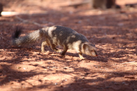 Common slender mongoose (Herpestes sanguineus), also known as the black-tipped mongoose or the black-tailed mongoose is searching for food in a private reserve in South Africaの写真素材