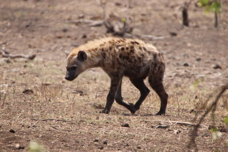 Spotted hyena in Kruger National Park, South Africaの写真素材