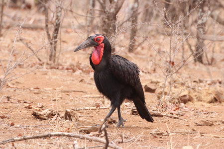 Beautiful endangered Southern Ground Hornbill (Bucorvus leadbeateri) walking and calling its mate in the Kruger National Park of South Africa.の写真素材