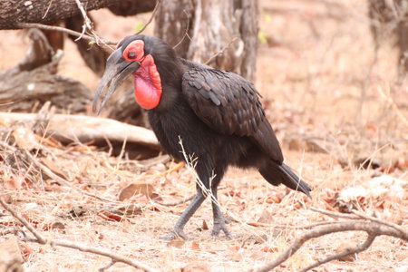 Beautiful endangered Southern Ground Hornbill (Bucorvus leadbeateri) walking with its wings partially open to cool off due to the heat in the Kruger National Park of South Africa.の写真素材