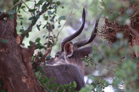 Beautiful Kudu bull - Tragelaphus strepsiceros, part of the Bovidae family, very alert for any danger in the Kruger National Park of South Africa.の写真素材