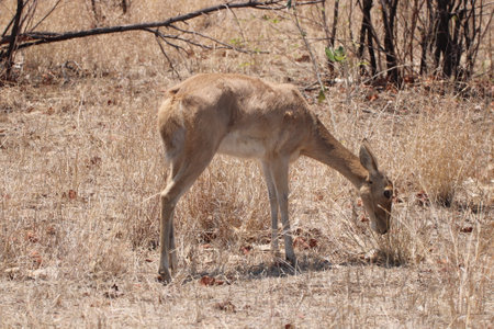 A young reed buck deer, beautifully camouflaged against its habitat, curiously looking at the camera in the Kruger National Park of South Africa.の写真素材