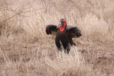 Beautiful endangered Southern Ground Hornbill (Bucorvus leadbeateri) walking with its wings partially open to cool off due to the heat in the Kruger National Park of South Africa.の写真素材