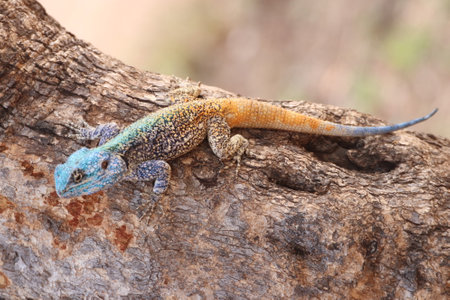 Close-up of a Male Southern rock agama (Agama atra) in the tree with its beautiful bright blue head in the Kruger National Park of South Africa.の写真素材