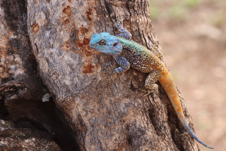 Male Southern rock agama (Agama atra)  in a tree with its beautiful bright blue head and colorful body in the Kruger National Park of South Africa.の写真素材