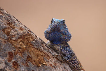Close-up of a Male Southern rock agama (Agama atra) in the tree with its beautiful bright blue head in the Kruger National Park of South Africa.の写真素材
