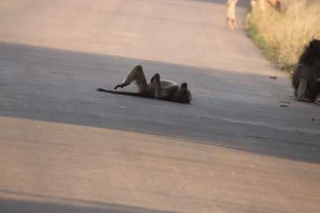 Large Baboon, Papio hamadryas, single mammal on bridge fence, in the Kruger National Park of South Africaの写真素材