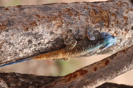 Close-up of a Male Southern rock agama (Agama atra) in the tree with its beautiful bright blue head in the Kruger National Park of South Africa.の写真素材