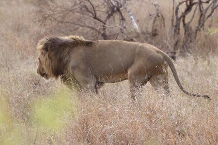 Single Male Lion (Panthera leo) in the veld of long grass during the heat of the day in the Kruger National Park of South Africa.の写真素材