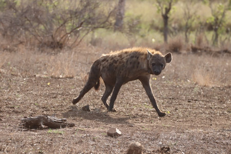 Close-up of a Spotted hyena in Kruger National Park, South Africa ; Specie Crocuta crocutaの写真素材