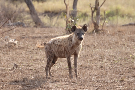 A very heavy pregnant Spotted hyena in Kruger National Park, South Africa ; Specie Crocuta crocuta family of Hyaenidaeの写真素材