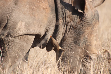 Yellow-billed oxpecker (Buphagus africanus) sitting on the back of their host, which in this case is a rhinoceros. Looking for arthropod parasites and ticks in South Africaの写真素材