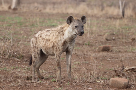 A very heavy pregnant Spotted hyena in Kruger National Park, South Africa ; Specie Crocuta crocuta family of Crocutidaeの写真素材