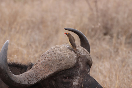 Yellow-billed oxpecker (Buphagus africanus) sitting on their host, between the horns of a Buffalo....