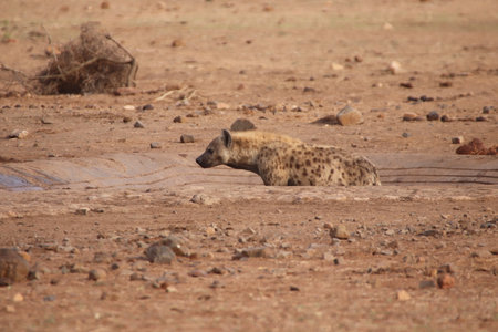Spotted hyena cooling off in a water hole in Kruger National Park, South Africa; Species Crocuta crocuta, family of Hyaenidaeの写真素材
