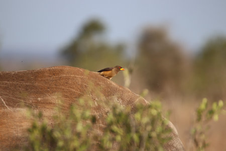 Yellow-billed oxpecker (Buphagus africanus) sitting on the back of their host, which in this case is a rhinoceros. Looking for arthropod parasites and ticks.の写真素材