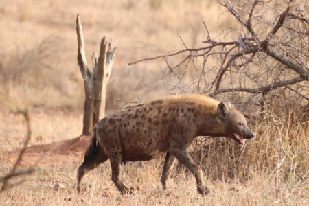 A very pregnant Spotted hyena in Kruger National Park, South Africa ; Specie Crocuta crocuta family of Crocutidaeの写真素材