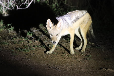 Black-backed jackal (Lupulella mesomelas) is looking for some left-over food at a camp site at night...