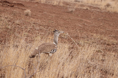 Yellow-billed oxpecker (Buphagus africanus) sitting on the body of their host, which in this case is a rhino. Looking for arthropod parasites and ticks.の写真素材