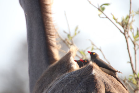 Three Yellowbilled oxpecker birds (Buphagus africanus) a specie not often seen, hitching a ride on their host, a Kudu ewe in the Kruger National Park of South Africa.の写真素材