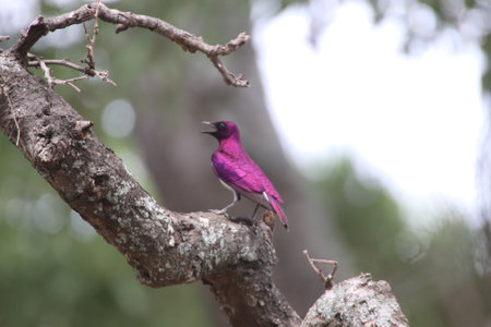 Beautiful male Violet-backed starling (Cinnyricinclus leucogaster) also known as the amethyst or purple starling with its beautiful bright colors in a tree.の写真素材
