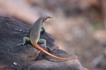 Beautiful flat Lizard on a rocky slope in the wild with its colors brighter in the sun. Wildlife...