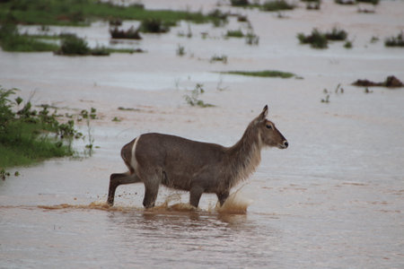 A waterbuck deer (Kobus ellipsiprymnus) on an isolated island in the river, running through the water to get to safety.の写真素材