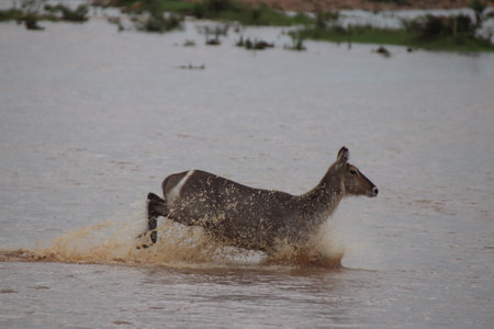 A waterbuck deer (Kobus ellipsiprymnus) on an isolated island in the river, running through the water to get to safety, in the Kruger National Park.の写真素材