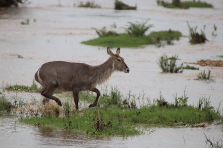 A waterbuck deer (Kobus ellipsiprymnus) on an isolated island in the river, running through the water to get to safety, in the Kruger National Park.の写真素材
