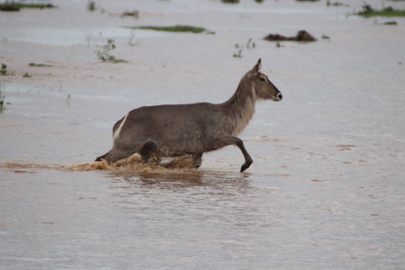 A waterbuck deer (Kobus ellipsiprymnus) on an isolated island in the river, running through the water to get to safety, in the Kruger National Park.の写真素材