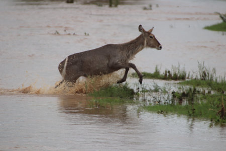 A waterbuck deer (Kobus ellipsiprymnus) on an isolated island in the river, running through the water to get to safety.の写真素材